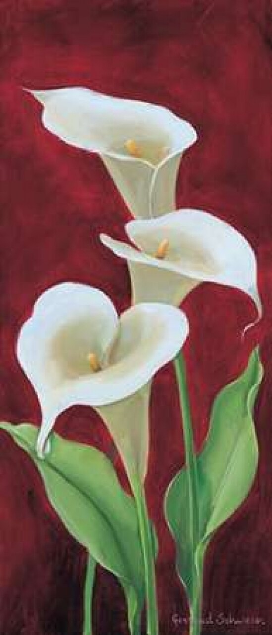 Calla on burgundy III Poster Print by Gertrud Schweser - Item # VARPDXMLV259